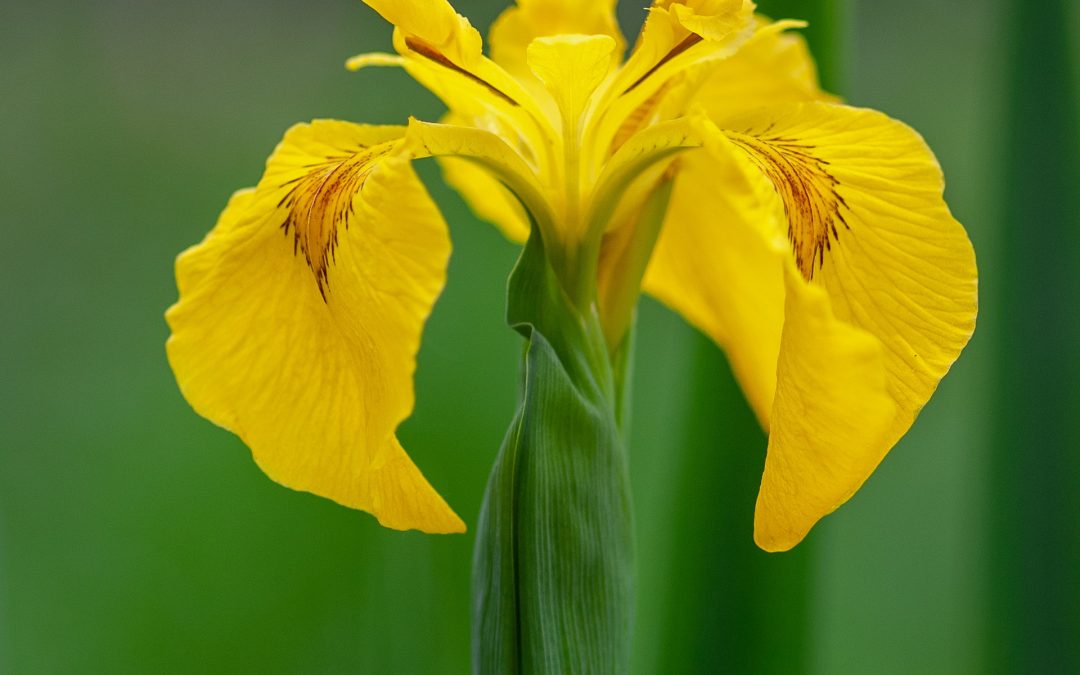 Iris in the Bog